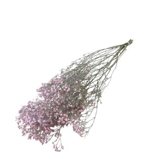 Dutch Dried Rosa Gypsophila Trockenblumen | Getrocknetes Schleierkraut | Länge ± 65 Zentimeter | Pro 5 Zweige