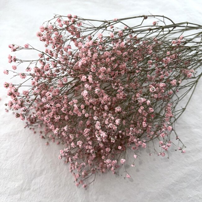 Rosa Gypsophila Trockenblumen | Getrocknetes Schleierkraut | Länge ± 65 Zentimeter | Pro 5 Zweige