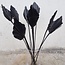 Black Dried Palm Spear | Length ± 45 centimetres | Per 5 stems