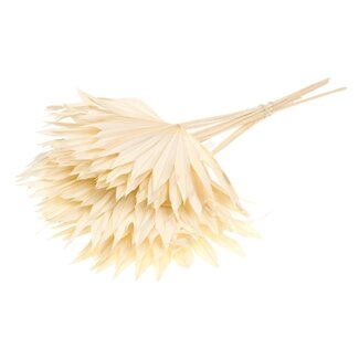 Dutch Dried White Bleached Palm Leaf Sun | Length ± 50 centimetres | Per 10 stems