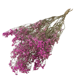 Dutch Dried Dunkelrosa Gypsophila Trockenblumen | Getrocknetes Schleierkraut | Länge ± 65 Zentimeter | Pro 5 Zweige