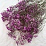 Donkerroze Gypsophila droogbloemen | Gedroogd Gipskruid | Lengte ± 65 centimeter | Per 5 takken