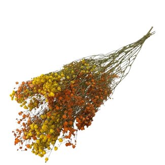 Dutch Dried Miami Mix Gypsophila dried flowers | Dried Baby's Breath | Length ± 65 centimetres | Per 5 stems