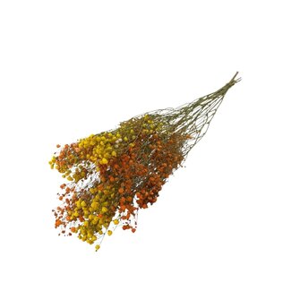 Dutch Dried Miami Mix Gypsophila droogbloemen | Gedroogd Gipskruid | Lengte ± 65 centimeter | Per 5 takken