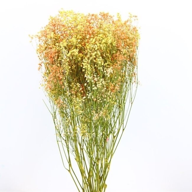Miami Mix Gypsophile fleurs séchées | Gypsophile séchée | Longueur ± 65 centimètres | Par 5 tiges