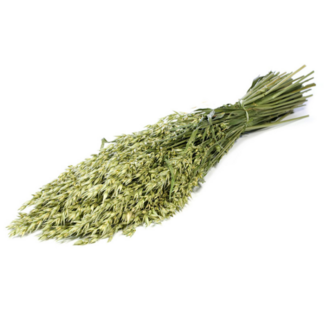 Dutch Dried Avena avoine séchée naturelle verte | Longueur ± 70 centimètres | Poids 150 grammes