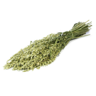 Dutch Dried Naturel groene Avena Haver droogbloemen | Lengte ± 70 centimeter | Gewicht 150 gram