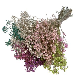 Casa Alegria Colourful Mix Gypsophila Dried Flowers | Preserved Baby's Breath | Length ± 65 centimetres | Per 100 grams