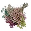 Colourful Mix Gypsophila dried flowers | Preserved Baby's Breath | Length ± 65 centimetres | Per 100 grams