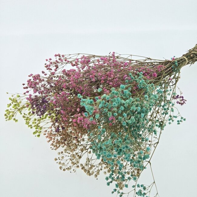 Fleurige Mix Gypsophila droogbloemen | Gepreserveerd Gipskruid | Lengte ± 65 centimeter | Per 100 gram
