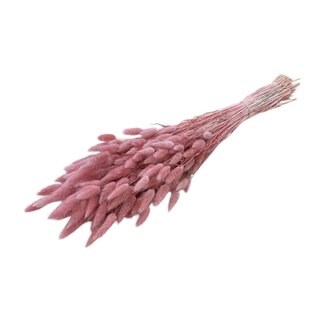 Casa Alegria Lachsrosa Lagurus Trockenblumen | Länge ± 60 Zentimeter | Gewicht ± 100 Gramm