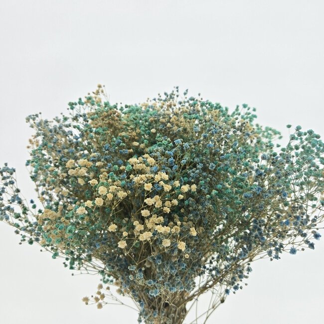 Blue Mix Gypsophila dried flowers | Preserved Baby's Breath | Length ± 65 centimetres | Per 100 grams