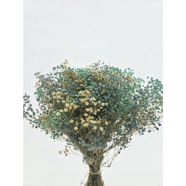 Blauwe Mix Gypsophila droogbloemen | Gepreserveerd Gipskruid | Lengte ± 65 centimeter | Per 100 gram