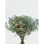 Blauwe Mix Gypsophila droogbloemen | Gepreserveerd Gipskruid | Lengte ± 65 centimeter | Per 100 gram