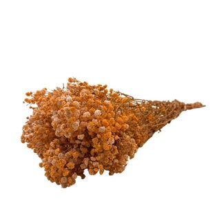 Dutch Dried Gypsophile orange fleurs séchées | Gypsophile préservée | Longueur ± 65 centimètres | Par 100 grammes