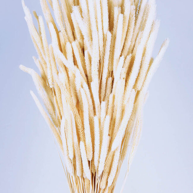 White bleached Phleum dried flowers | Length ± 60 centimetres | Weight ± 100 grams