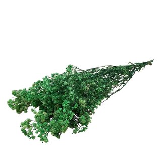 Dutch Dried Gypsophile verte fleurs séchées | Gypsophile préservée | Longueur ± 65 centimètres | Par 100 grammes