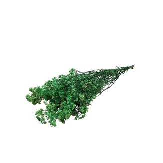 Dutch Dried Green Gypsophila dried flowers | Preserved Baby's Breath | Length ± 65 centimetres | Per 100 grams