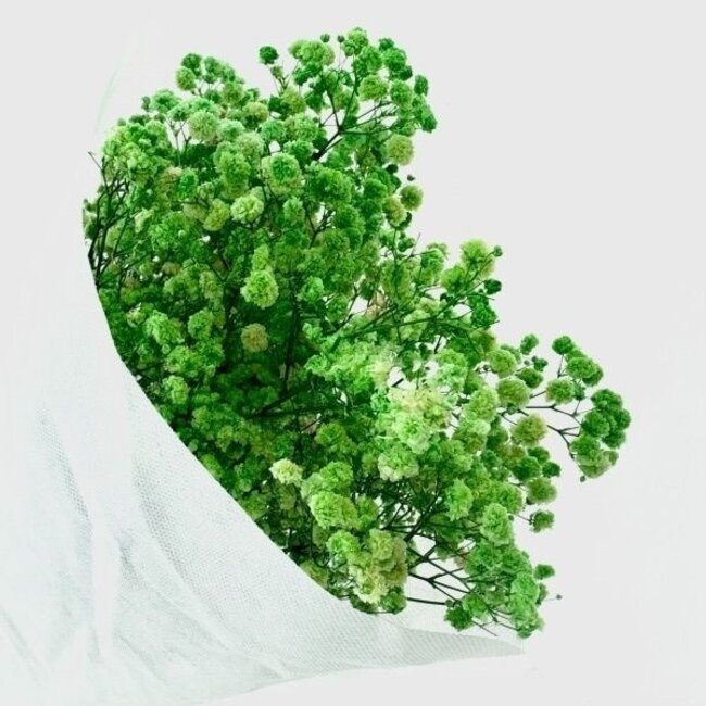 Grüne Gypsophila Trockenblumen | Konserviertes Schleierkraut | Länge ± 65 Zentimeter | Pro 100 Gramm