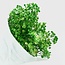 Grüne Gypsophila Trockenblumen | Konserviertes Schleierkraut | Länge ± 65 Zentimeter | Pro 100 Gramm