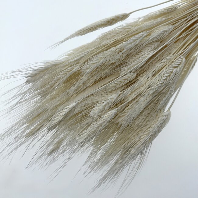 White bleached Triticum - Wheat dried flowers | Length ± 70 centimetres | Weight ± 175 grams