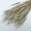 White bleached Triticum - Wheat dried flowers | Length ± 70 centimetres | Weight ± 175 grams