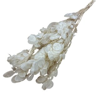 Casa Alegria Wit gebleekte Lunaria droogbloemen | Lengte ± 65 centimeter | Gewicht ± 50 gram