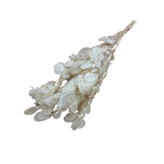 Casa Alegria Wit gebleekte Lunaria droogbloemen | Lengte ± 65 centimeter | Gewicht ± 50 gram