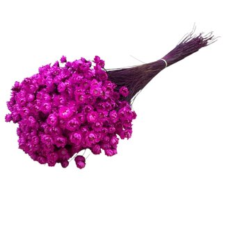 Casa Alegria Kersenkleurige Glixia droogbloemen | Lengte ± 50 centimeter | Gewicht ± 50 gram