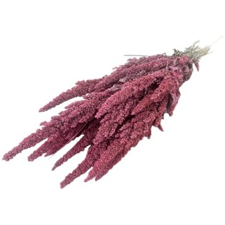 Dutch Dried Roze Amaranthus Cruentus droogbloemen | Lengte ± 60 centimeter | Gewicht ± 125 gram