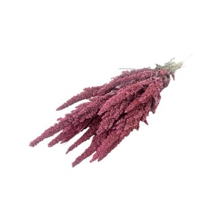 Dutch Dried Roze Amaranthus Cruentus droogbloemen | Lengte ± 60 centimeter | Gewicht ± 125 gram