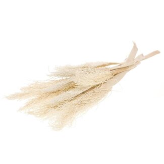 Dutch Dried Weiß gebleichte Palmstämme | Länge ± 40 Zentimeter | Pro 5 Zweige