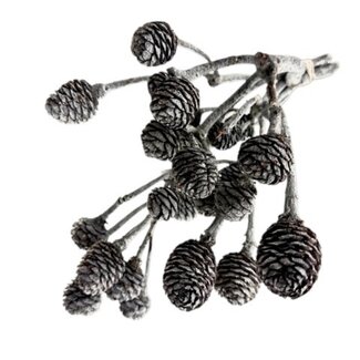 Dutch Dried Graue Muirii Trockenblumen | Länge ± 20 Zentimeter | Gewicht ± 50 Gramm
