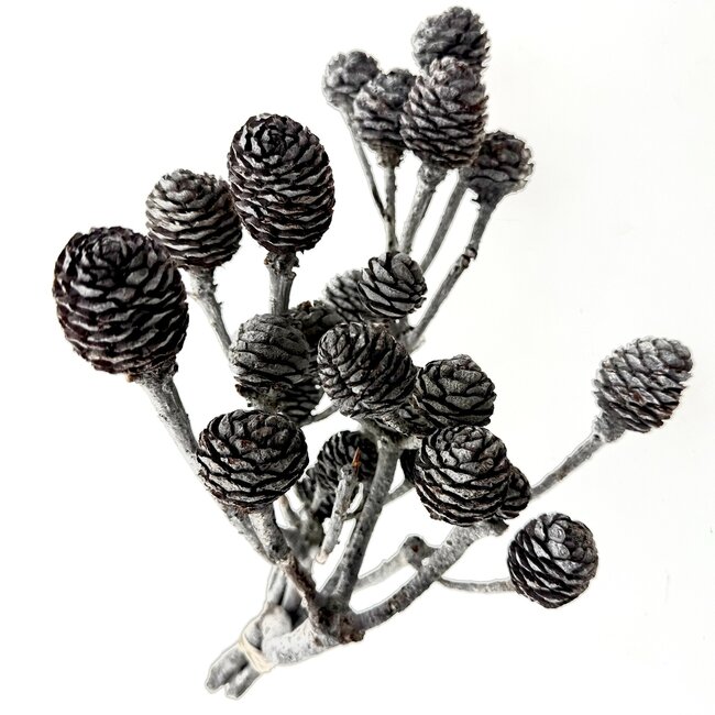 Graue Muirii Trockenblumen | Länge ± 20 Zentimeter | Gewicht ± 50 Gramm