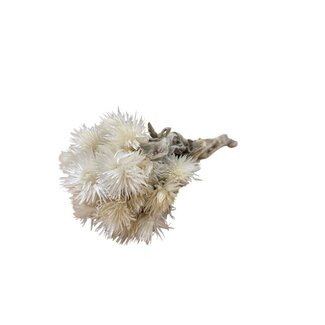 Dutch Dried Naturel witte Kaaps Everlasting droogbloemen | Lengte ± 40 centimeter | Gewicht ± 50 gram