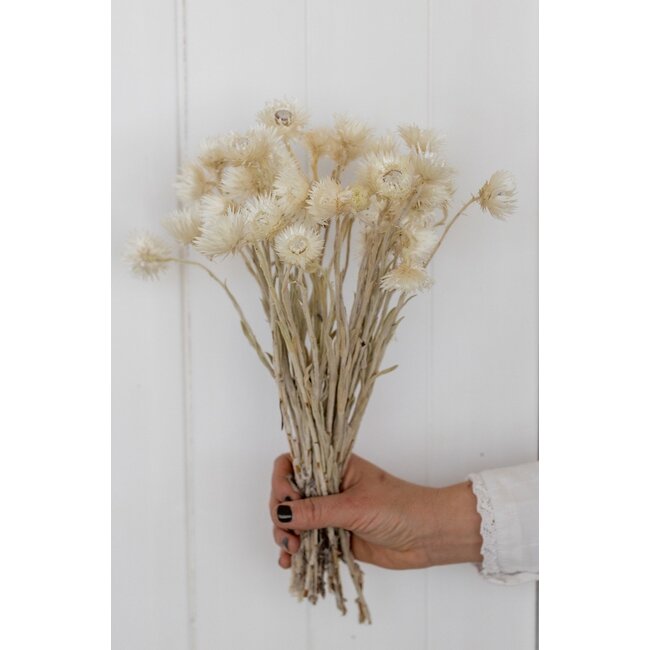 Natural white Cape Everlasting dried flowers | Length ± 40 centimetres | Weight ± 50 grams