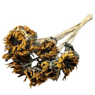 Dutch Dried Naturel gele Franse Zonnebloemen droogbloemen | Lengte ± 60 centimeter | Per 10 bloemen