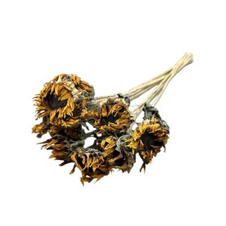 Dutch Dried Naturel gele Franse Zonnebloemen droogbloemen | Lengte ± 60 centimeter | Per 10 bloemen