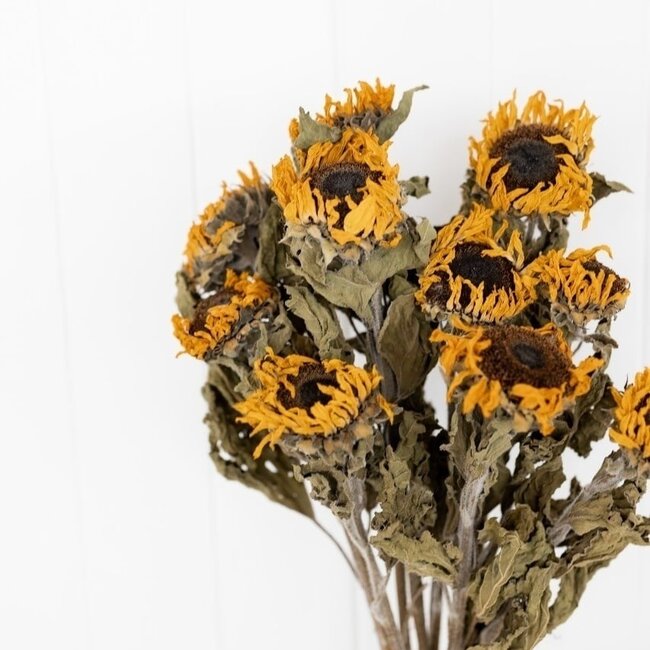 Tournesols séchés français naturels | Longueur ± 60 centimètres | Par 10 fleurs