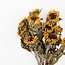 Naturel gele Franse Zonnebloemen droogbloemen | Lengte ± 60 centimeter | Per 10 bloemen
