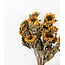 Naturel gele Franse Zonnebloemen droogbloemen | Lengte ± 60 centimeter | Per 10 bloemen