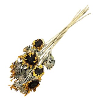 Dutch Dried Naturel gele Baby Zonnebloemen droogbloemen | Lengte ± 65 centimeter | Per 10 takken