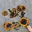 Naturel gele Baby Zonnebloemen droogbloemen | Lengte ± 65 centimeter | Per 10 takken