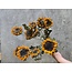 Naturel gele Baby Zonnebloemen droogbloemen | Lengte ± 65 centimeter | Per 10 takken