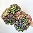 Naturelle Hydrangea mix | Hortensia droogbloemen | Lengte ± 35 centimeter | Per 5 takken