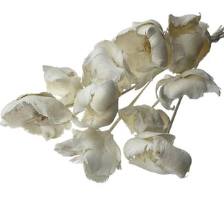 Casa Alegria Wit gebleekte Palm Cup droogbloemen | Lengte ± 40 centimeter | Per 10 takken
