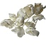 Wit gebleekte Palm Cup droogbloemen | Lengte ± 40 centimeter | Per 10 takken