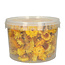 Heads Yellow Helichrysum - Strawflowers | In resealable bucket | Weight ± 100 grams