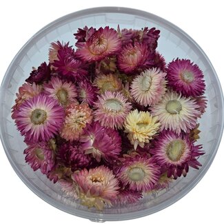 Dutch Dried Köpfe Rosa Helichrysum - Strohblumen | In wiederverschließbarem Eimer | Gewicht ± 100 Gramm