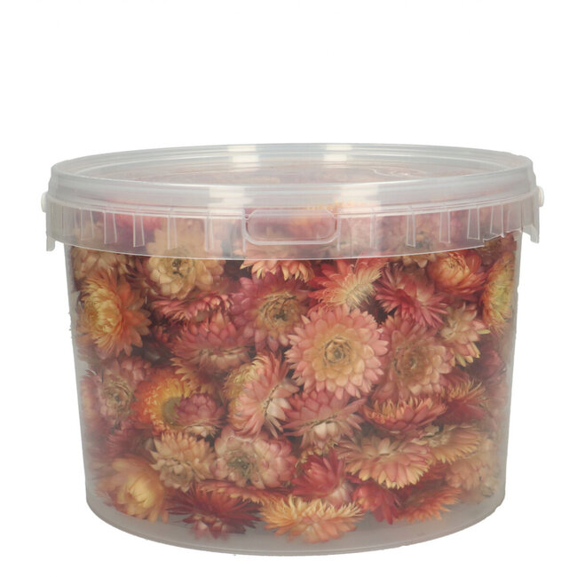 Pink Helichrysum Heads - Strawflowers | In resealable bucket | Weight ± 100 grams